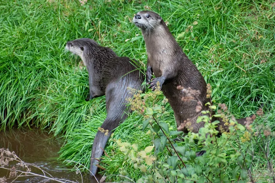 4. The Kodiak River Otter - A Tiny Island Specialist (Image Credits: Pexels)