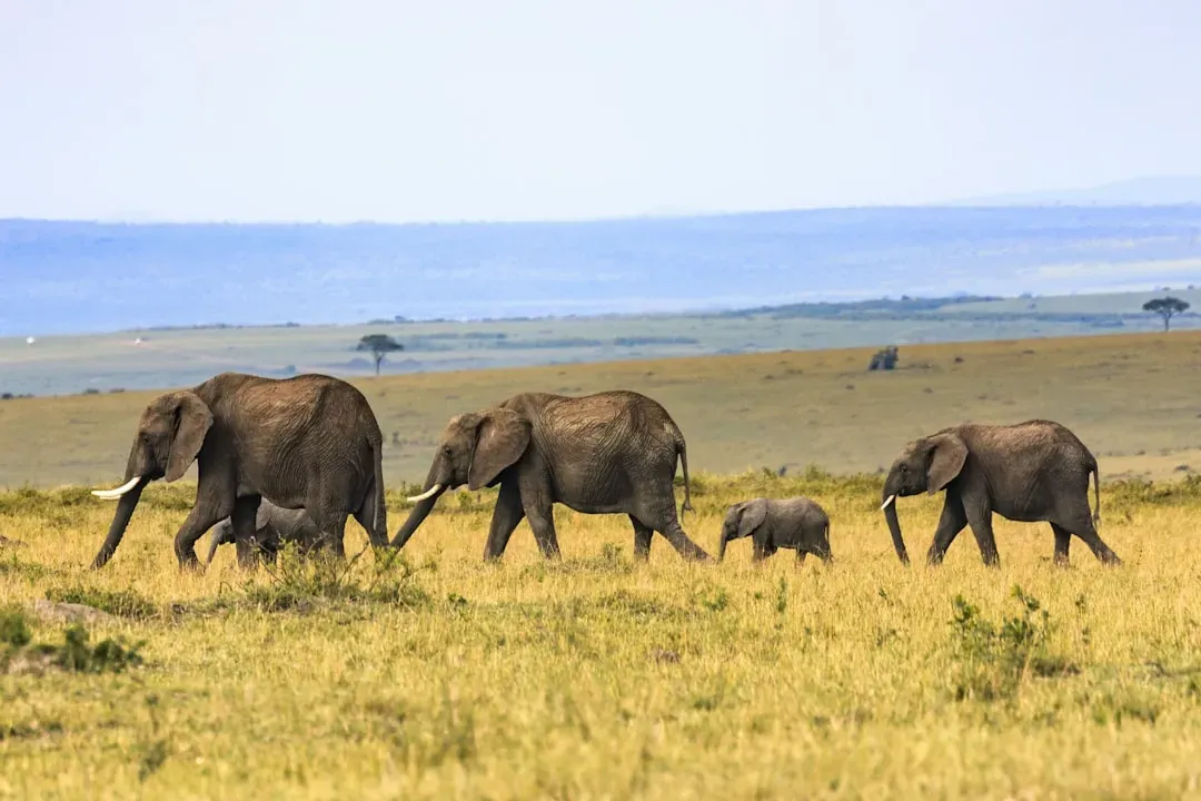 2. Elephant Families Led by Wise Matriarchs (Image Credits: Unsplash)