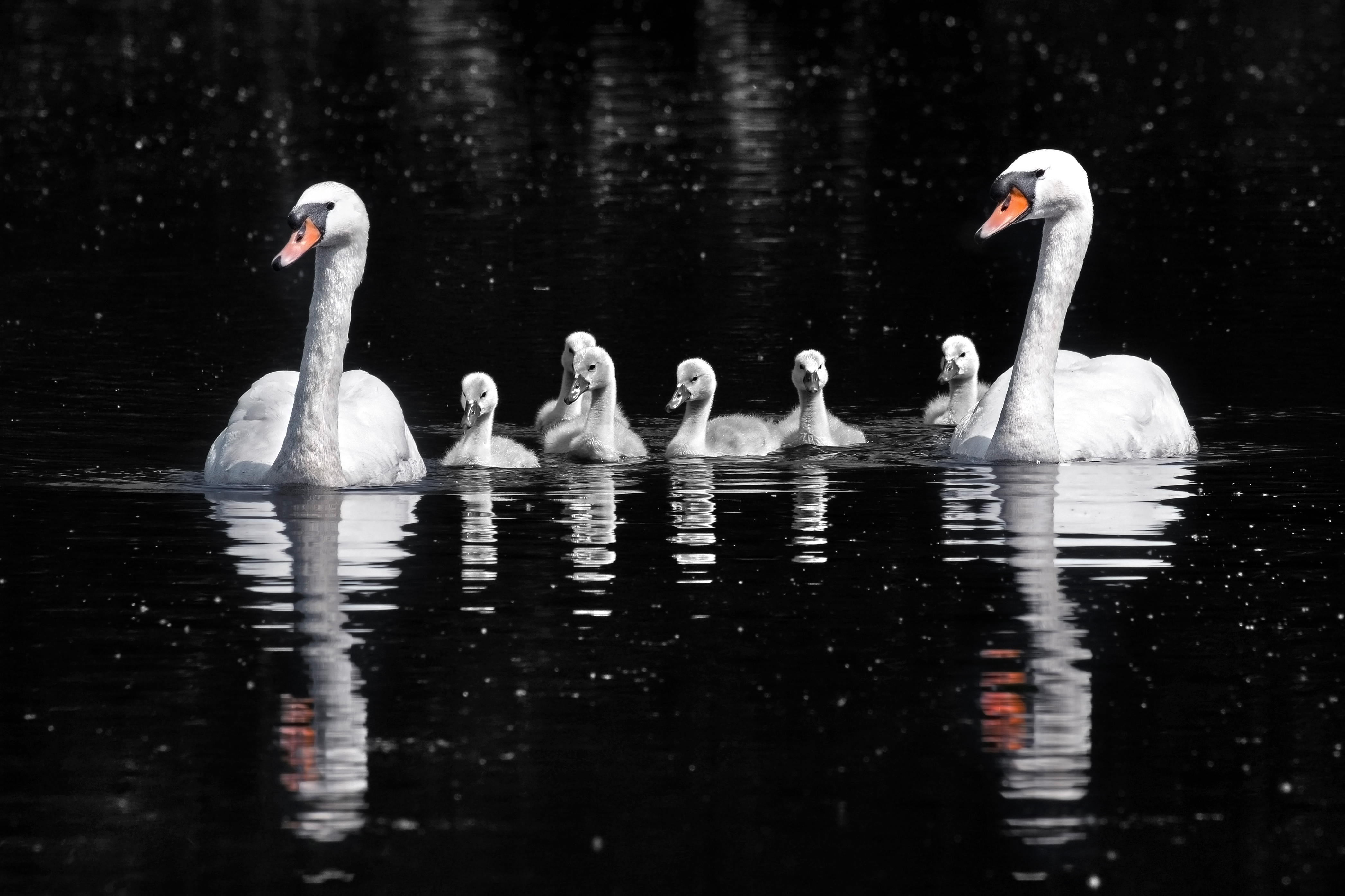 Cancer: The Protective Swan (Image Credits: Wikimedia)