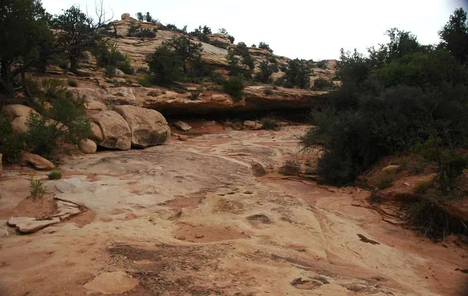 13. Fossil Forest Soils: Reading Ancient Ecosystems From the Ground Up (James St. John, Flickr, CC BY 2.0)