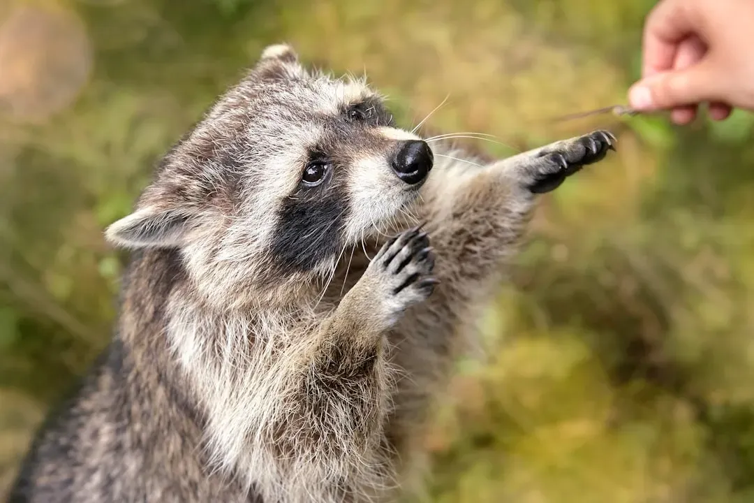 2. Their Dexterous “Hands” Work Like Tiny Lock‑Picking Tools (Image Credits: Unsplash)