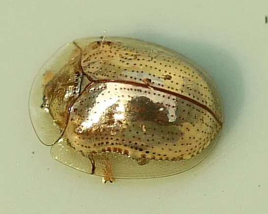 #7 - The Golden Tortoise Beetle Can Turn Off Its Own Gold (By Ilona Loser, CC BY-SA 3.0)