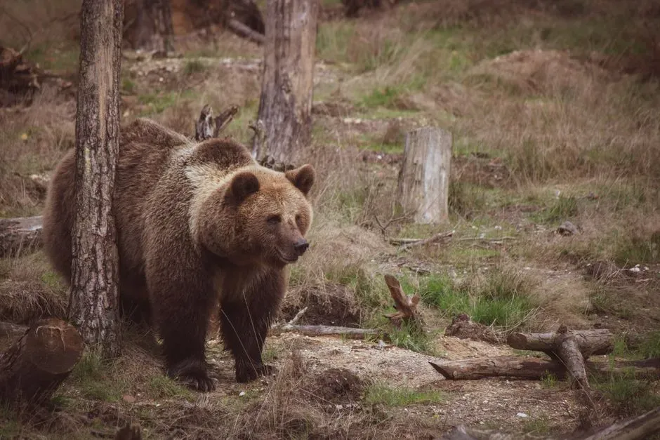How a Bear Sizes You Up: Distance, Angle, and Vulnerability (Image Credits: Pexels)