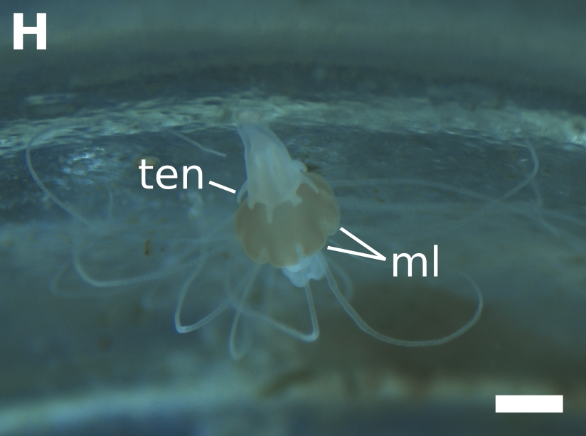 Cells That Rewrite Their Fate (Image Credits: Wikimedia)