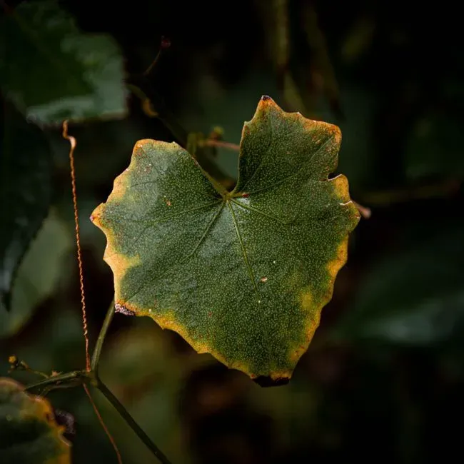 #7 - Yellow Leaf Margins With a Green "V" Shape Down the Center (Image Credits: Pexels)