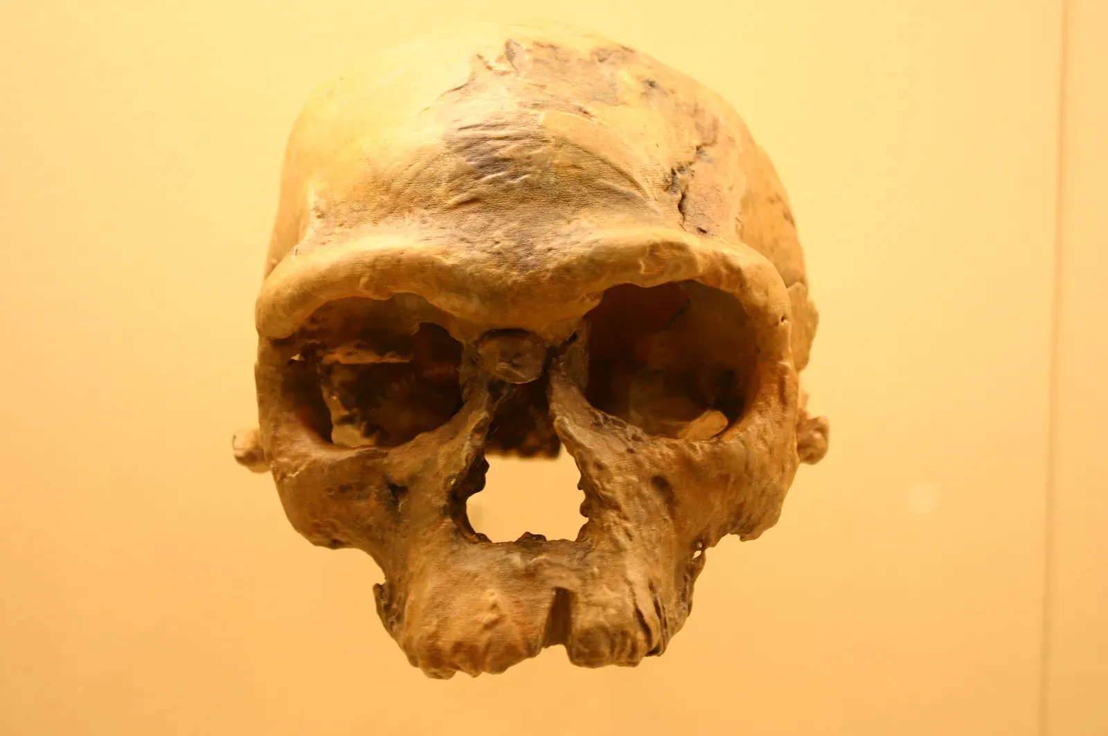1. The Oldest Homo sapiens Skulls From Jebel Irhoud (Homo Sapiens 160,000 Years Old, CC BY-SA 2.0)