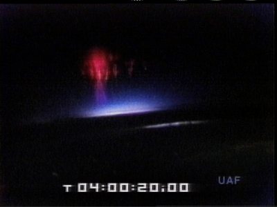 The Brief but Spectacular Lifespan (Image Credits: Wikimedia)