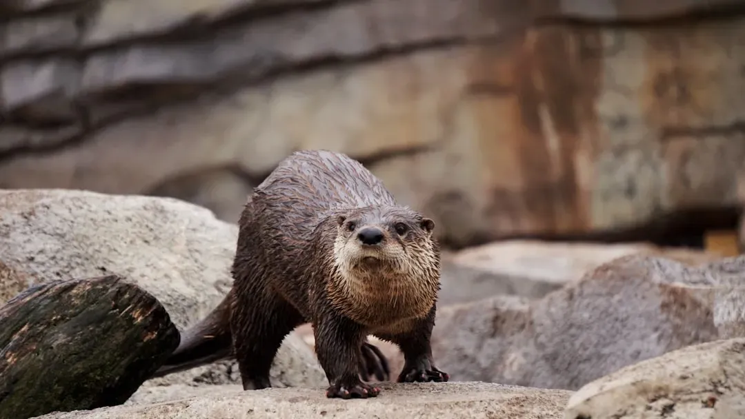 Cancer – The North American River Otter (Image Credits: Unsplash)