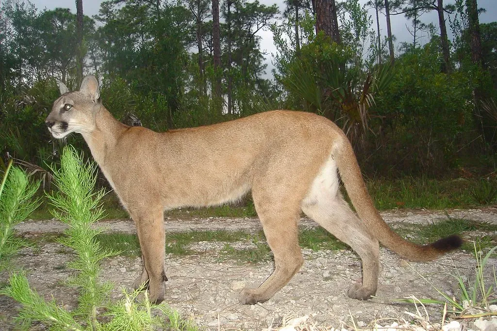 5. The Florida Panther – A Ghost Cat of the Everglades (USFWS/Southeast, Flickr, CC BY 2.0)