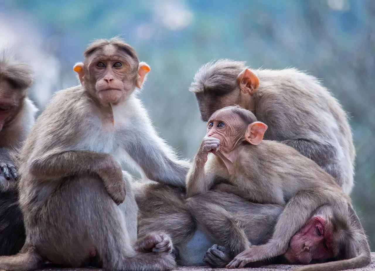 7. Touch and Tactile Signals: Grooming, Nudging, and Gentle Taps (Image Credits: Pixabay)