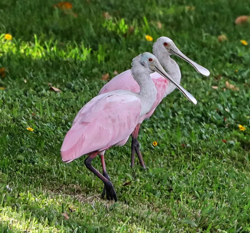 Central Florida Favorites (Tanque Verde, Flickr, CC BY 2.0)