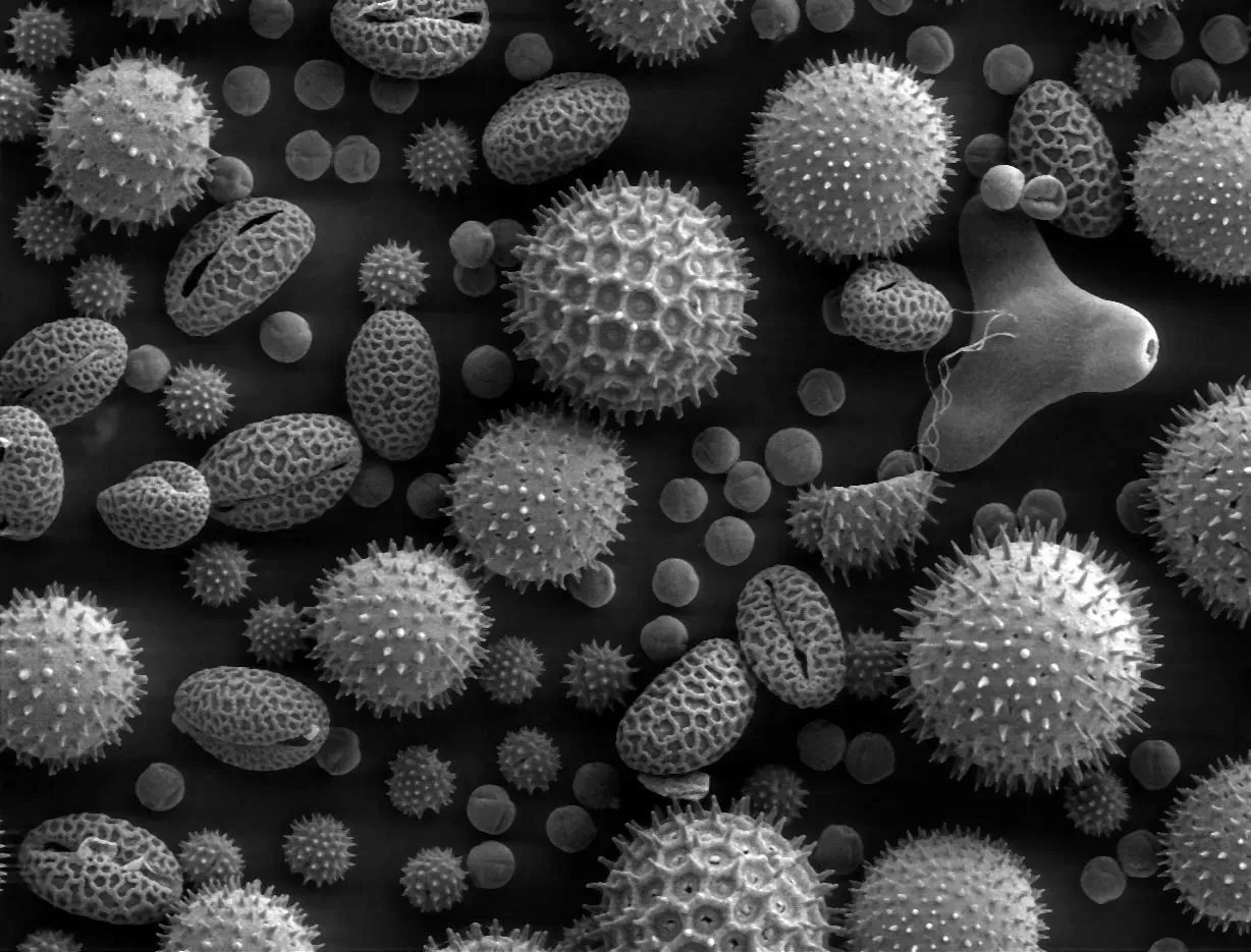 #11 - Flower Pollen That Predates Flowers Themselves (Source and public domain notice at Dartmouth College Electron Microscope Facility ([1],  [2]), Public domain)