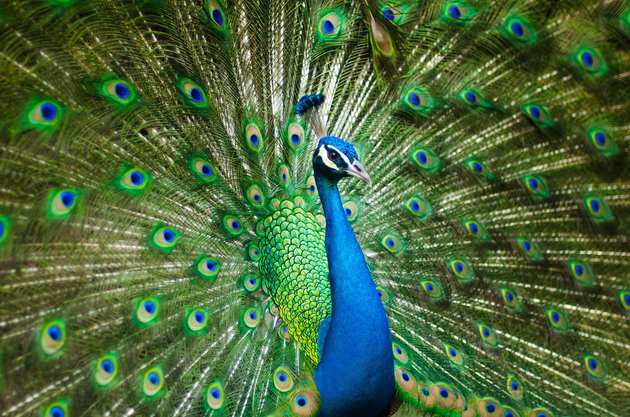Libra and the Peacock: Beauty and Self-Expression (Image Credits: Pixabay)