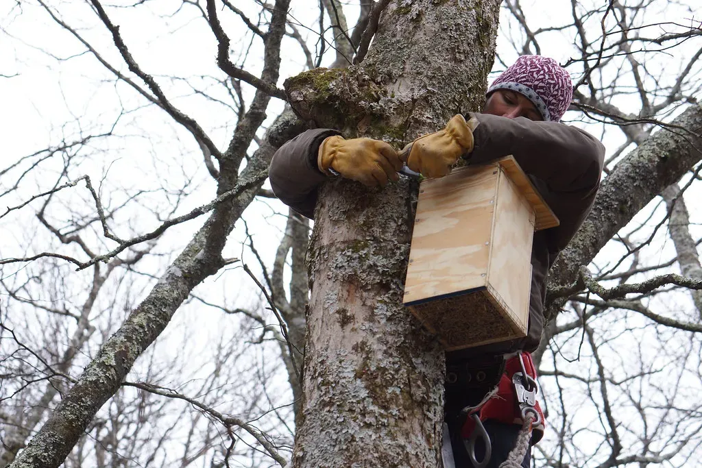 8. They Use Nest Boxes And Old Woodpecker Holes Like Real Estate Pros (USFWS/Southeast, Flickr, CC BY 2.0)