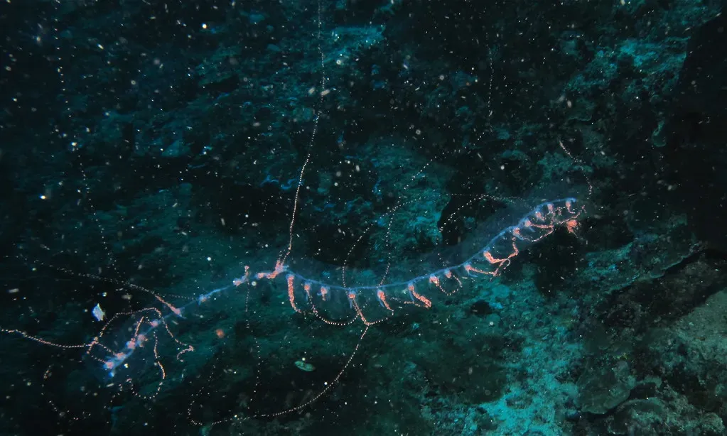 2. The Siphonophore: One Creature or Thousands? (Bernard DUPONT, Flickr, CC BY-SA 2.0)
