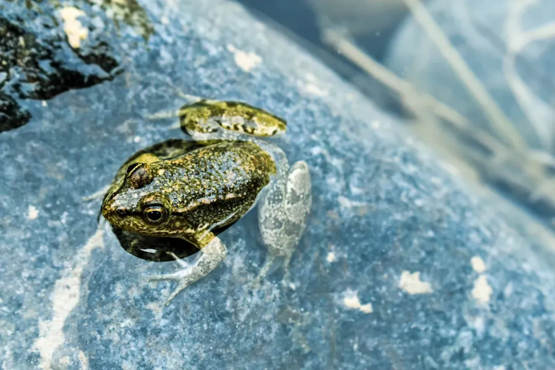 Freeze-Tolerant Frogs That Turn Into Living Ice Blocks (Image Credits: Unsplash)