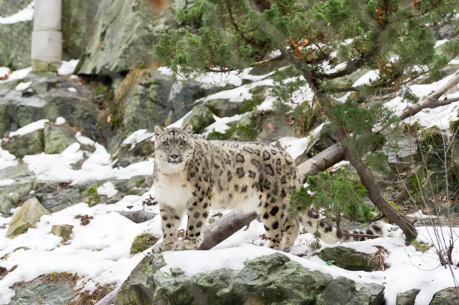 Protected Areas Are Creating Safe Corridors (Image Credits: Wikimedia)