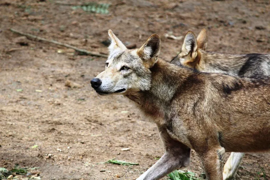 1. Red Wolf: The Ghost of the American South (Image Credits: Pexels)