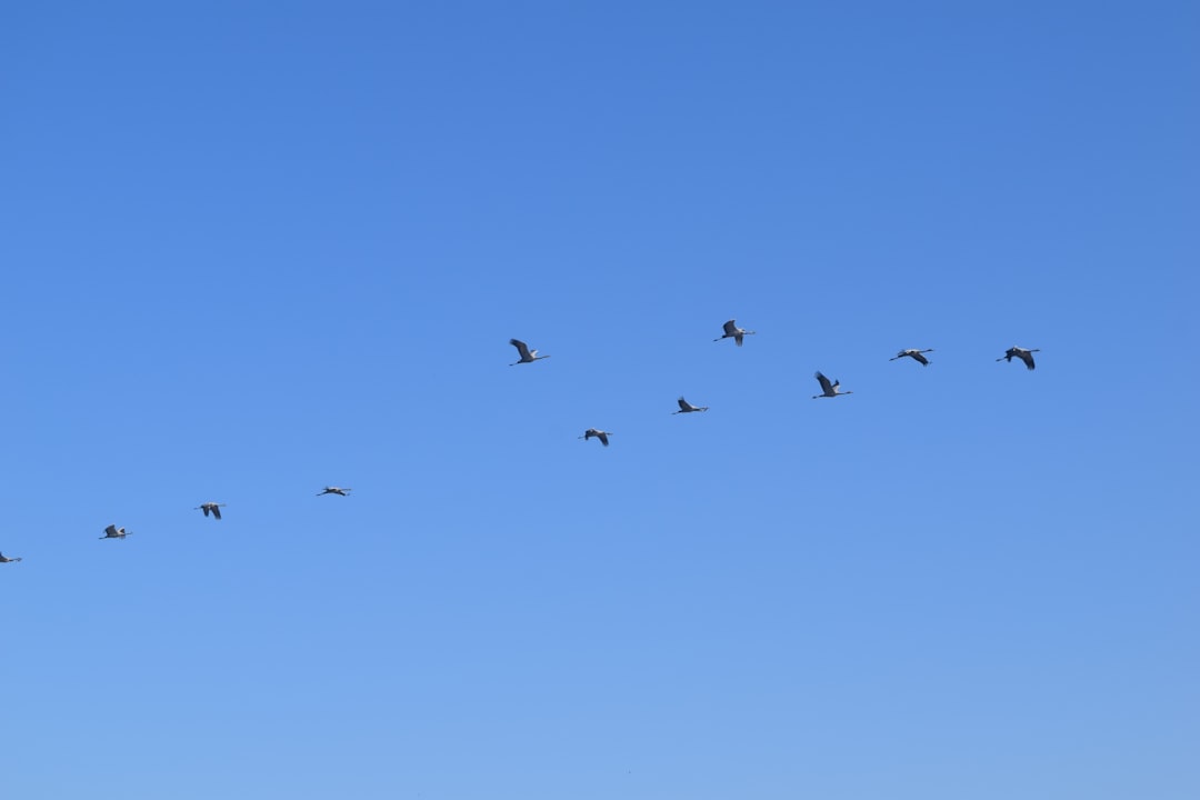 Why GPS Technology Can't Match Animal Navigation (Image Credits: Unsplash)