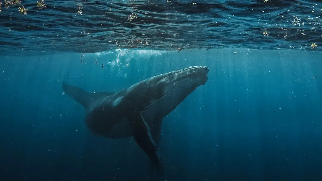 5. The Humpback Whale - The Rescuer Who Thanks Strangers (Image Credits: Unsplash)