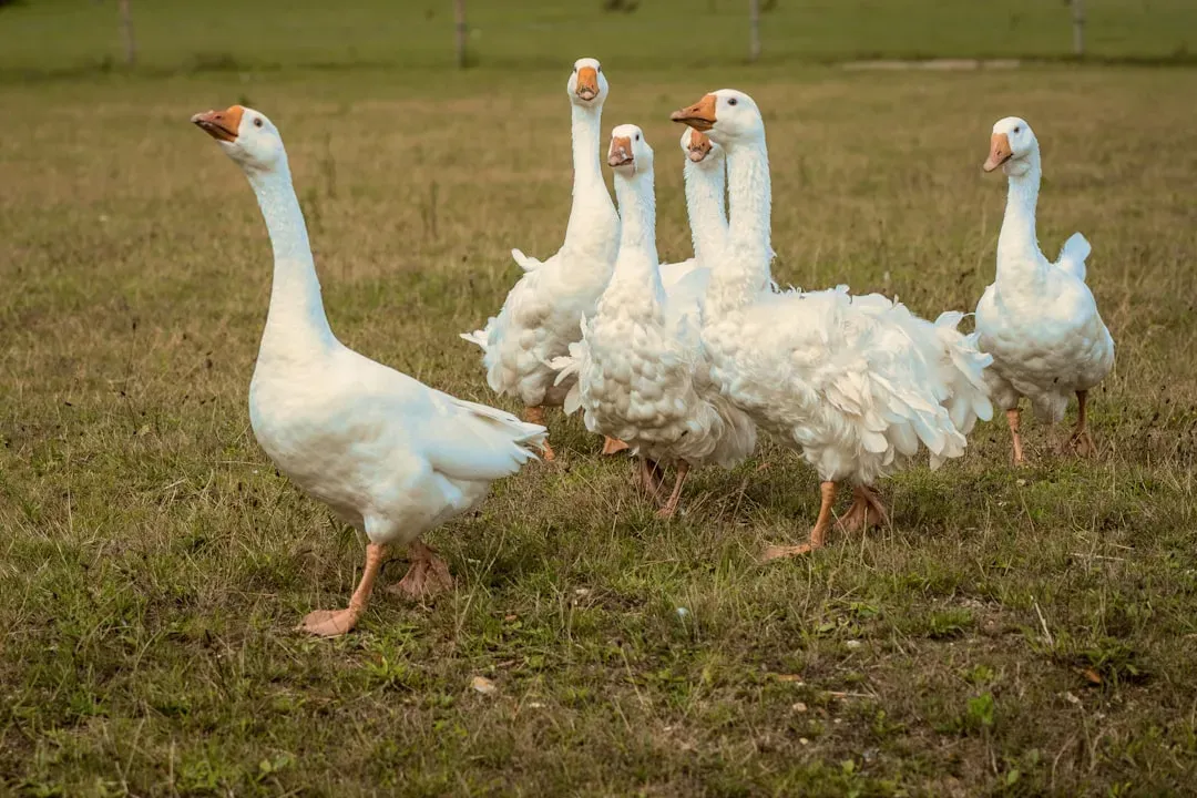 8. Geese Show Protective Sacrifice for Injured or Tired Flock Members (Image Credits: Unsplash)