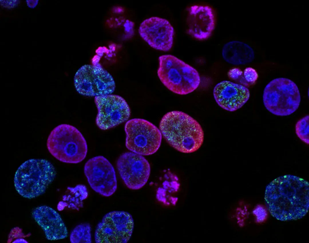 Stem Cells: The Body’s Shape-Shifters Waiting in Reserve (Image Credits: Unsplash)