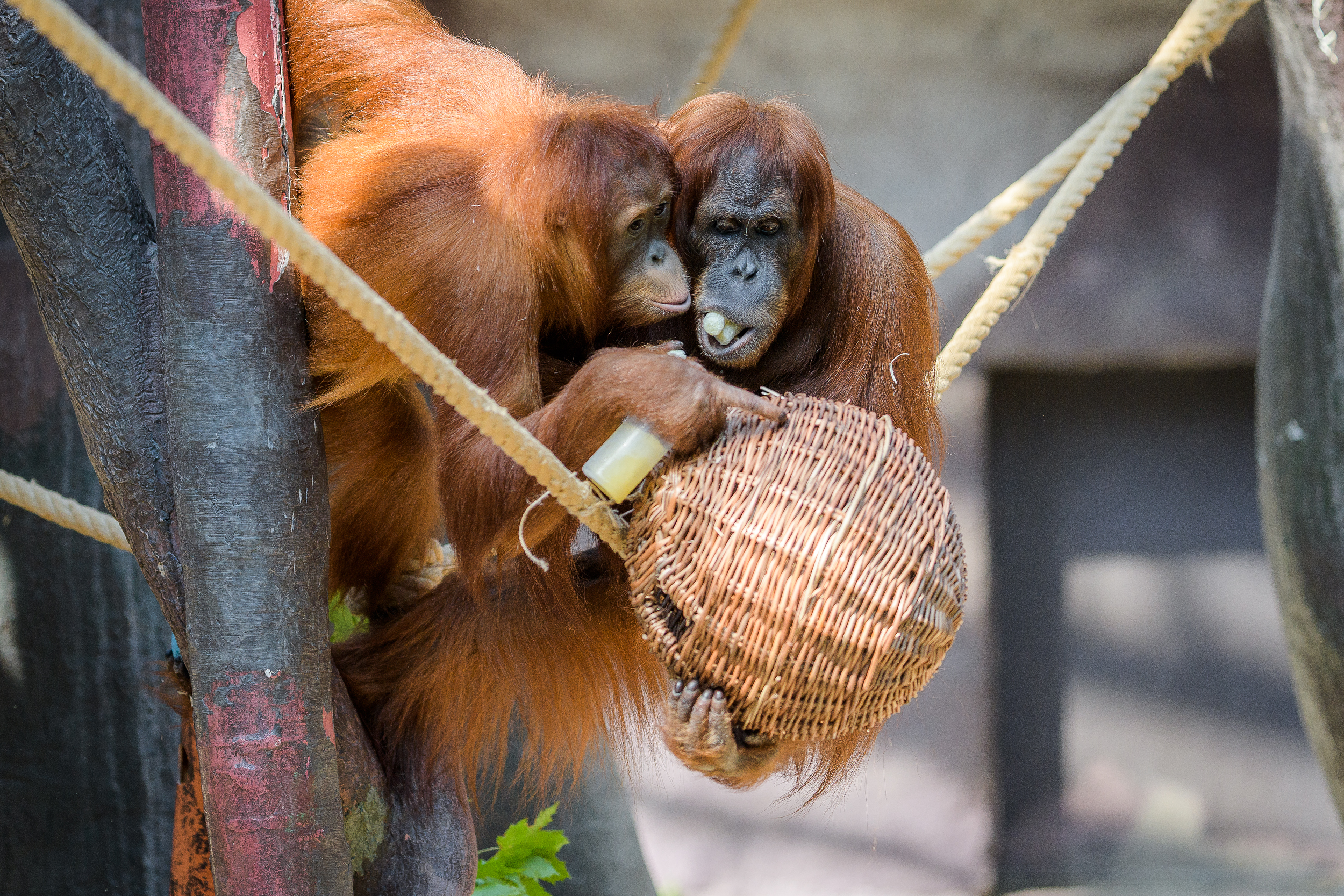 Stress, Choice, and Control (Image Credits: Wikimedia)