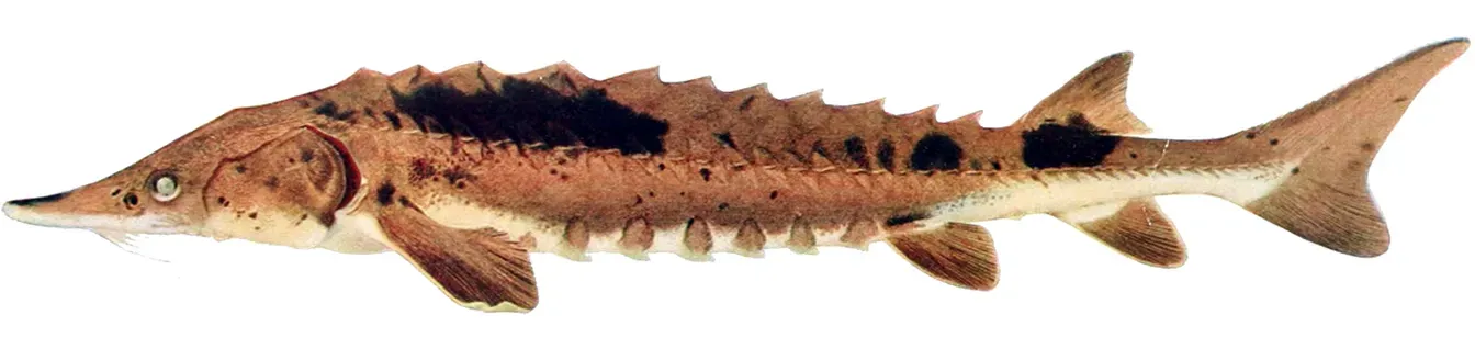 From Abundance to Near-Extinction in a Single Century (The fishes of Illinois  Forbes, Stephen Alfred, 1844-1930; Richardson, Robert Earl, b. 1877, Public domain)