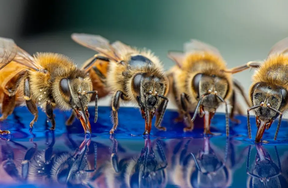 7. Honeybees: Tiny Brains, Big Conceptual Surprises (Image Credits: Pexels)