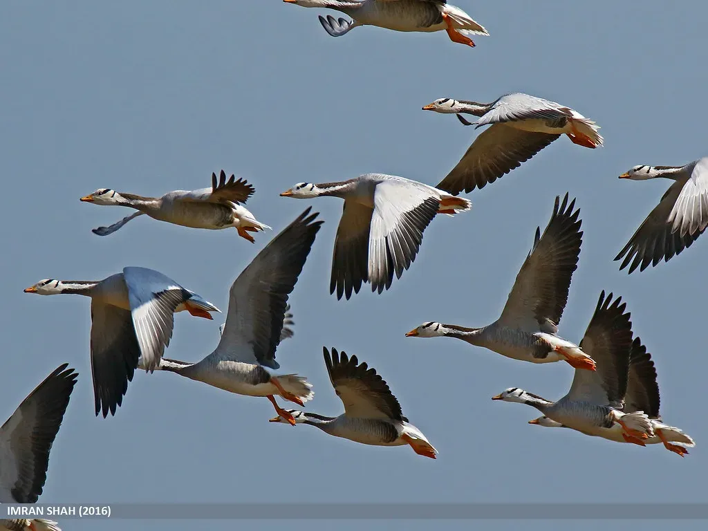 6. Bar-Headed Geese: Flying Where Humans Can Barely Breathe (gilgit2, Flickr, CC BY-SA 2.0)