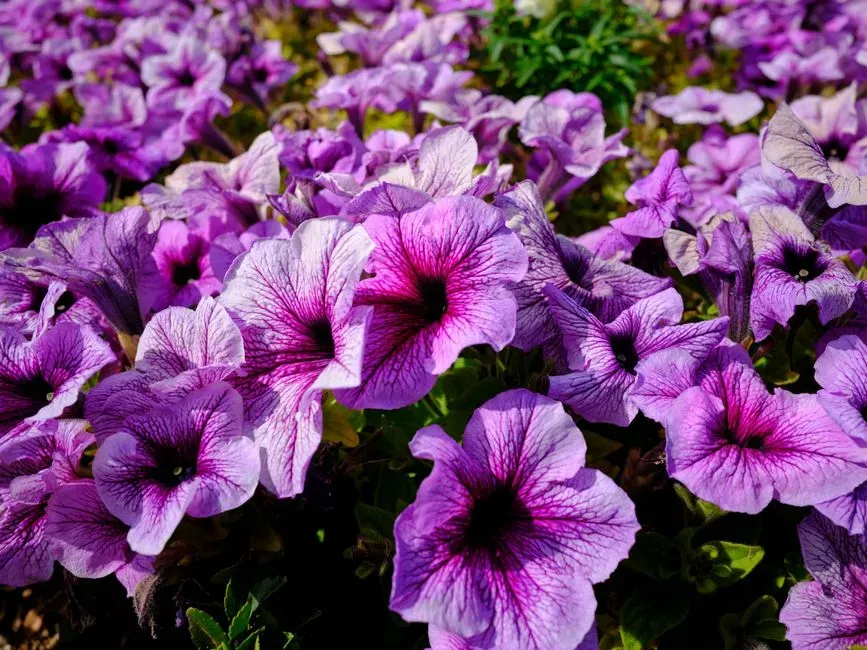 10. Petunias (Especially Single, Trumpet-Shaped Types) (Image Credits: Pexels)