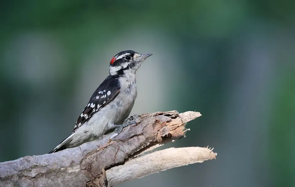 6. Downy Woodpecker – The Bark Specialist (Image Credits: Pexels)