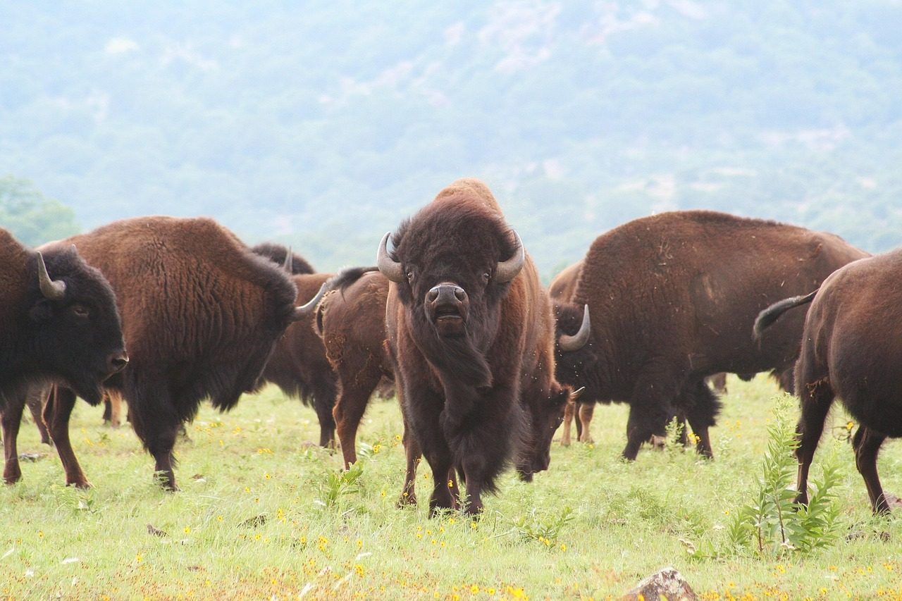 What Role Did Buffalo Play In Daily Survival? (Image Credits: Pixabay)