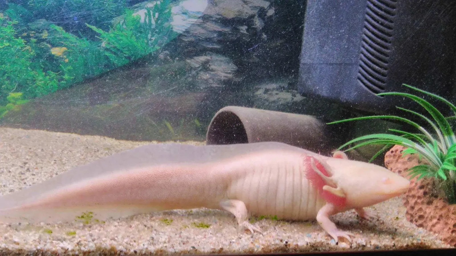 The Axolotl: The Animal That Never Really Grows Up (Image Credits: Wikimedia)