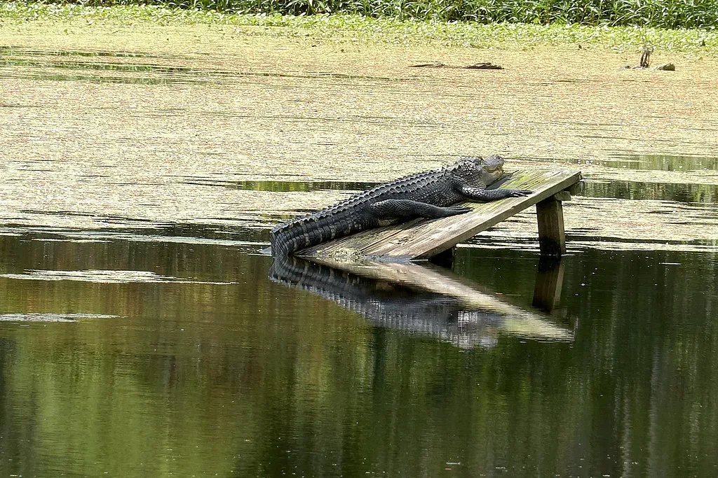 Alligators and Apex Predators: Top-Down Control (Image Credits: Flickr)