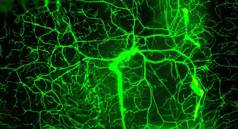 Why Membranes May Be the Secret Interface of Mind and Matter (balapagos, Flickr, CC BY-SA 2.0)