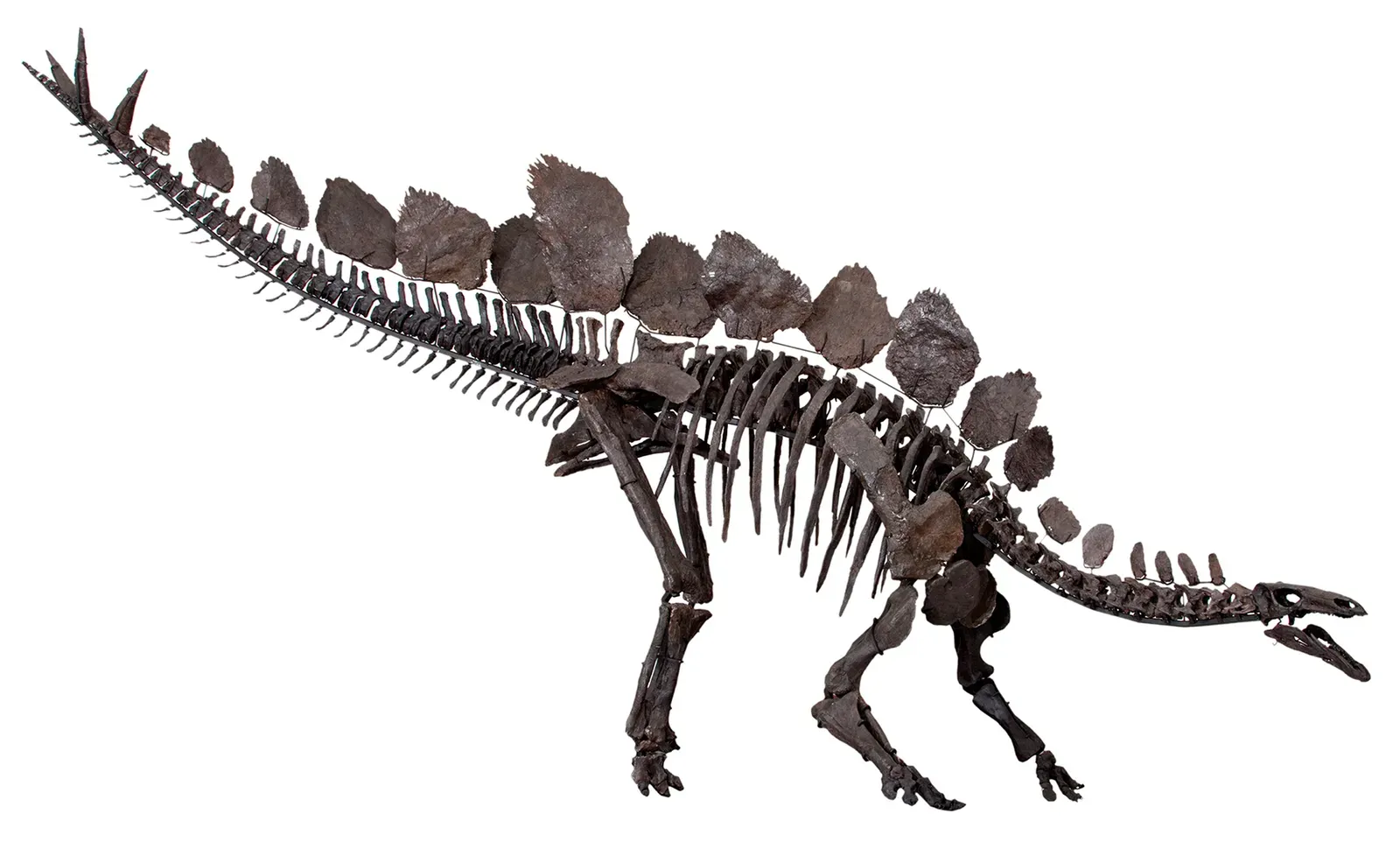 You’re Meeting Allosaurus, Stegosaurus, and the Rest of the Jurassic All-Stars (Maidment SCR, Brassey C, Barrett PM (2015) The Postcranial Skeleton of an Exceptionally Complete Individual of the Plated Dinosaur Stegosaurus stenops (Dinosauria: Thyreophora) from the Upper Jurassic Morrison Formation of Wyoming, U.S.A. PLoS ONE 10(10): e0138352. doi:10.1371/journal.pone.0138352, CC BY 4.0)