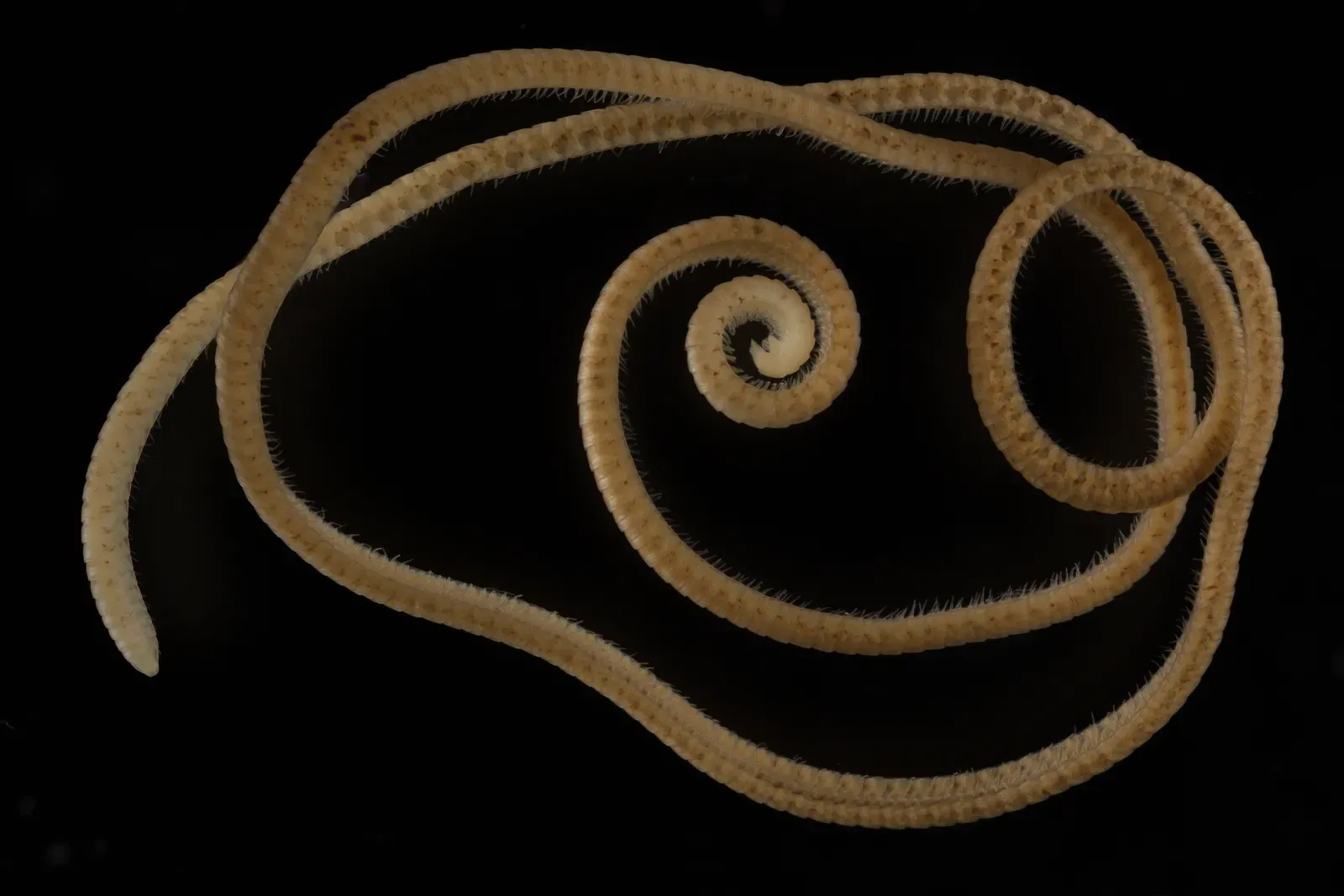 #3 - The Leggiest Animal on Earth, Finally Confirmed (By Aggyrolemnoixytes/Paul Marek, CC BY 4.0)
