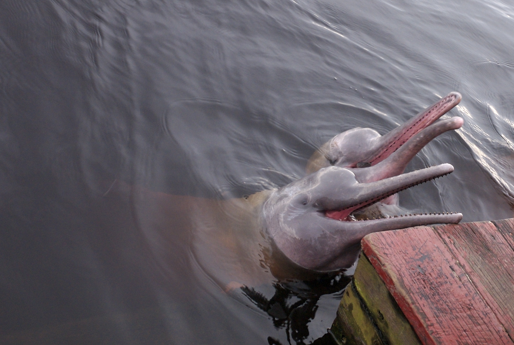 Aquarius: The Independent River Dolphin (Freshwater) (Image Credits: Wikimedia)