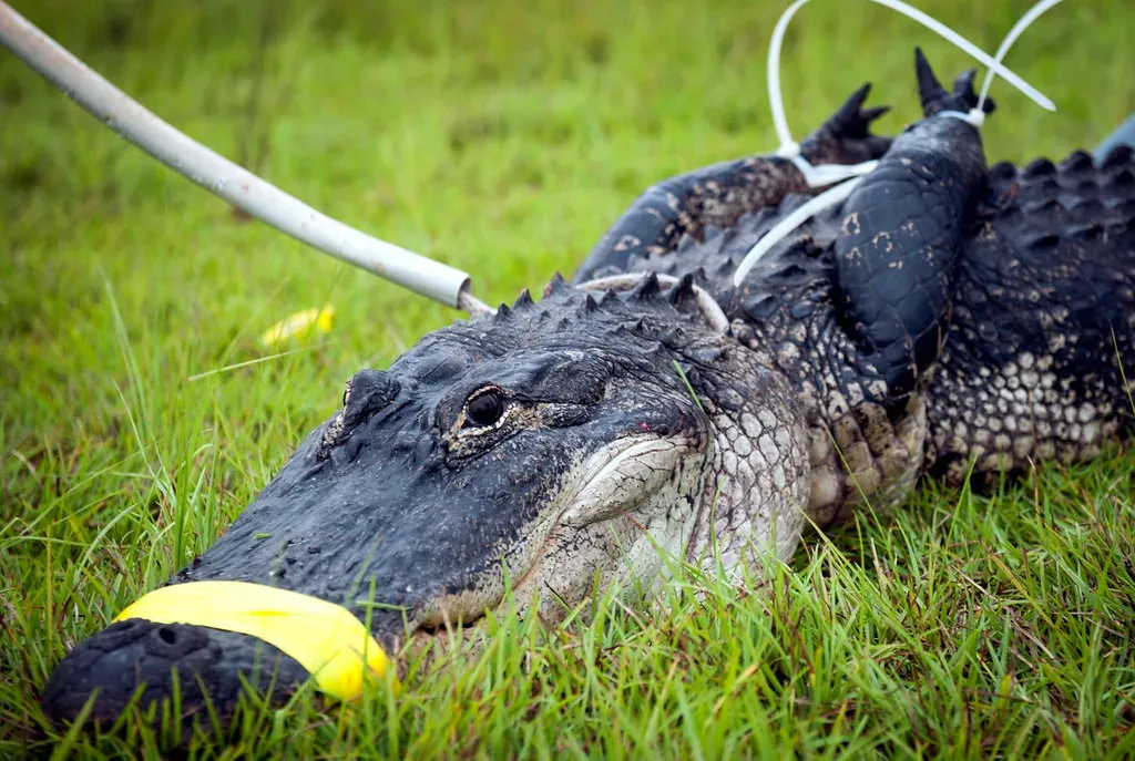 Calling in the Experts: When and How To Report a Gator (USDAgov, Flickr, CC BY 2.0)