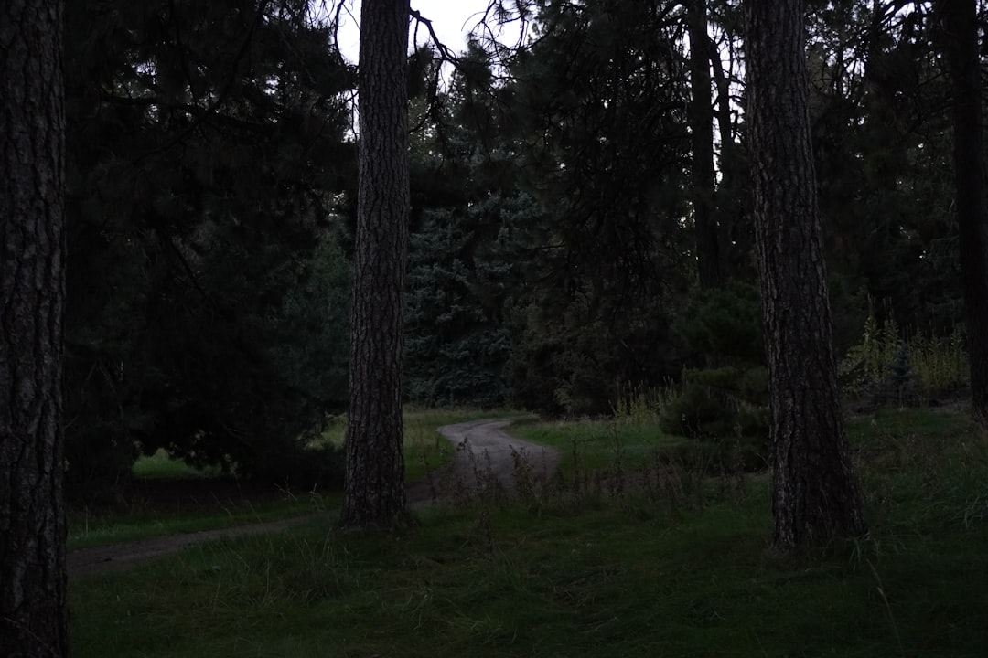 The Forest as a Psychological Landscape (Image Credits: Unsplash)