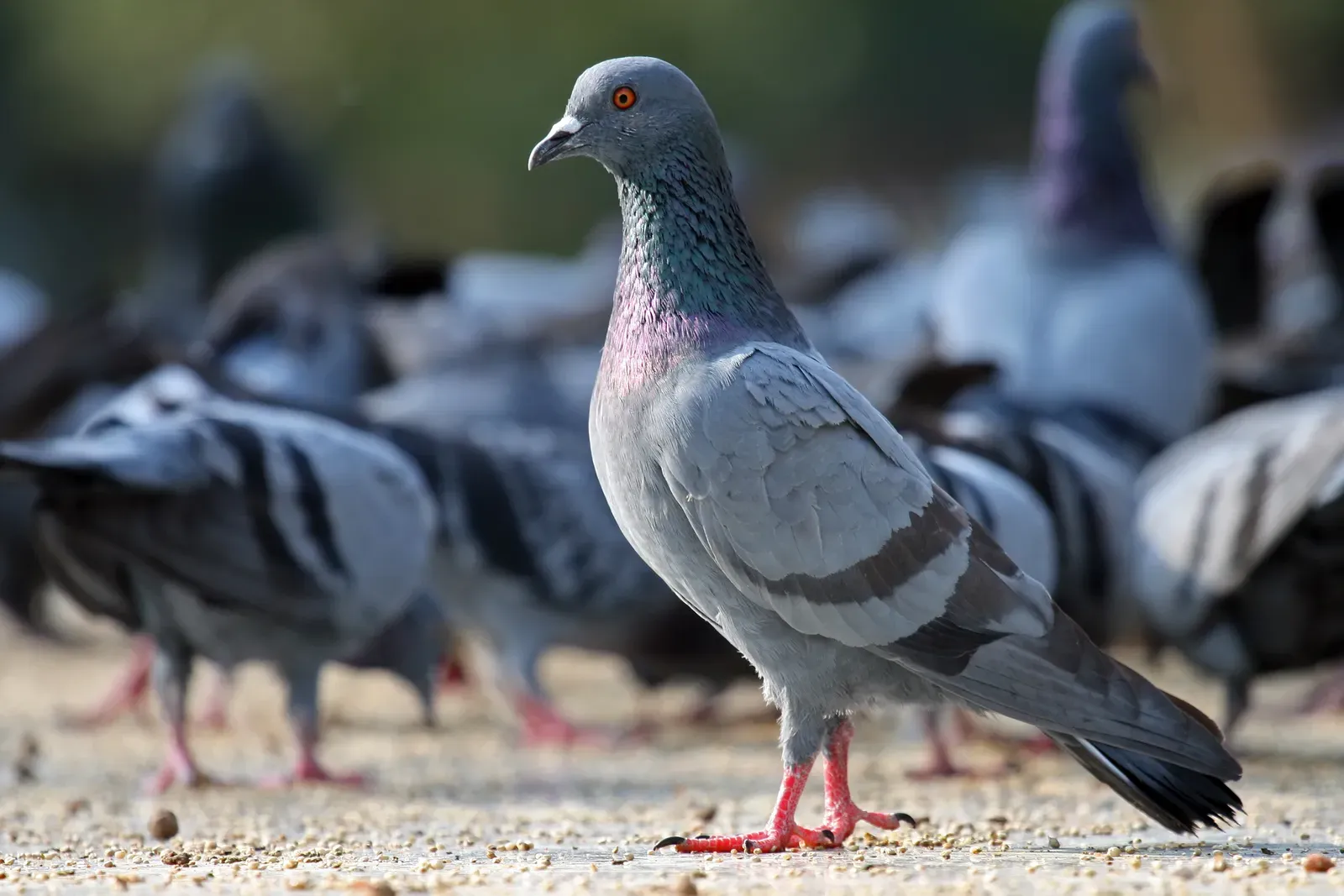 5. Pigeons Can Recognize Faces, Art Styles, and Even Letters (Image Credits: Wikimedia)
