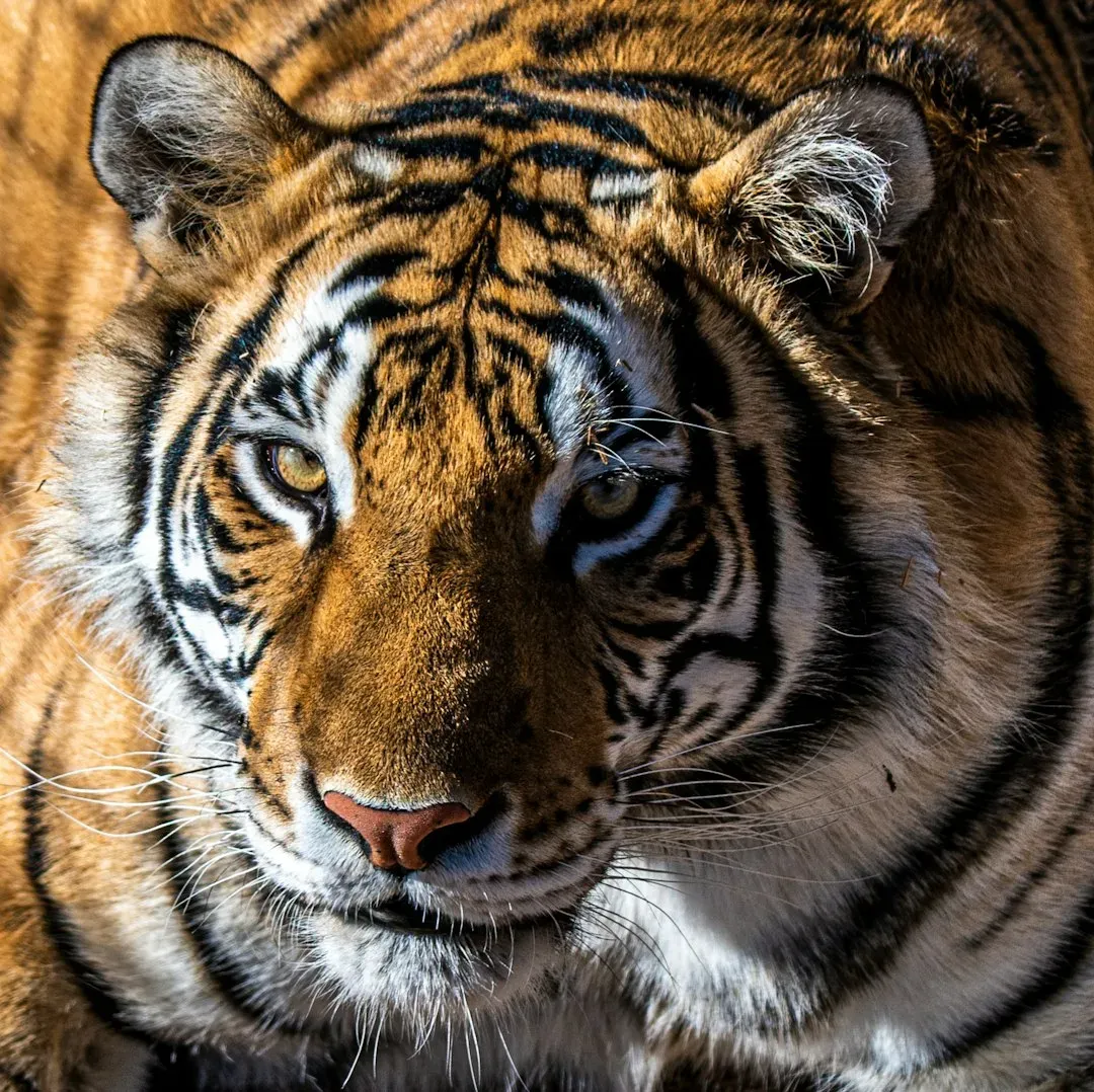 4. Locking its gaze: analyzing your posture and attention (Image Credits: Unsplash)