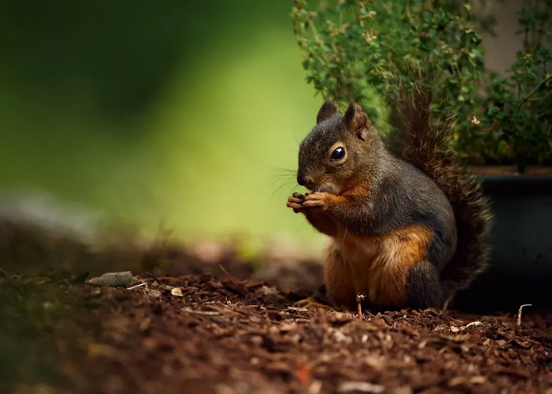 6. Some Squirrels “Plant” Forests Without Realizing It (Image Credits: Unsplash)