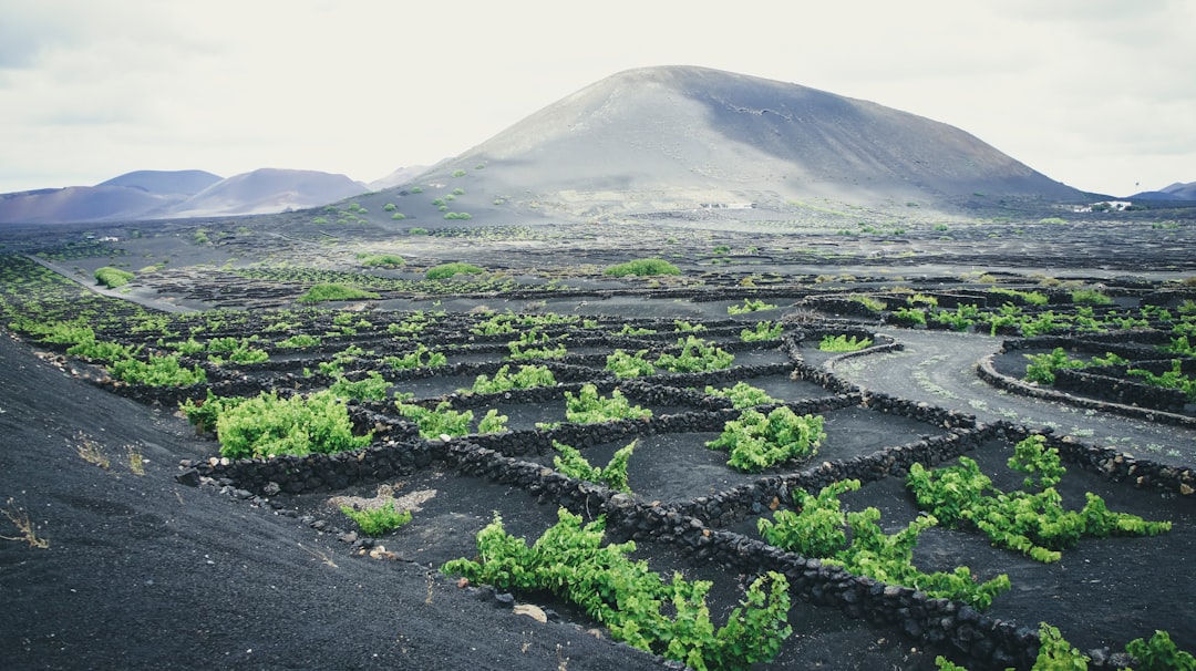 When Nature Provides the Ultimate Soil Enrichment (Image Credits: Unsplash)