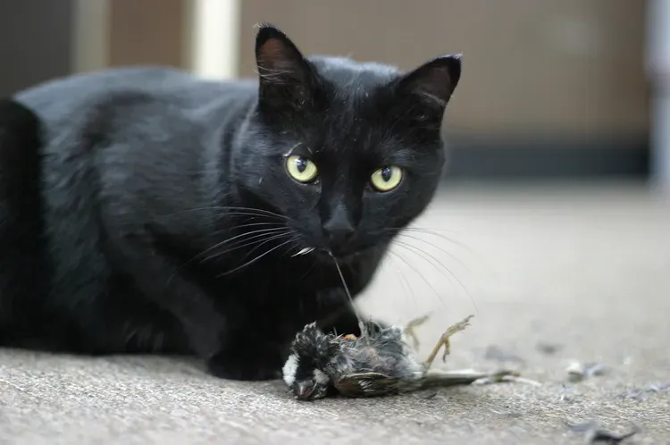 The Impact on Wildlife and Why It Matters (Even If You Love Your Cat) (By Mark Marek
Mark Marek
Copyright Mark Marek Photography ©2007URL: Predatory Behavior of Cats in Pictures on Alberta Stars, CC BY-SA 3.0)