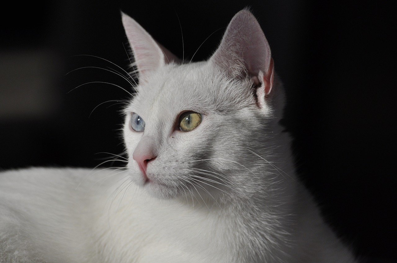 The Cat: Independent Grace Under Pressure (Image Credits: Pixabay)