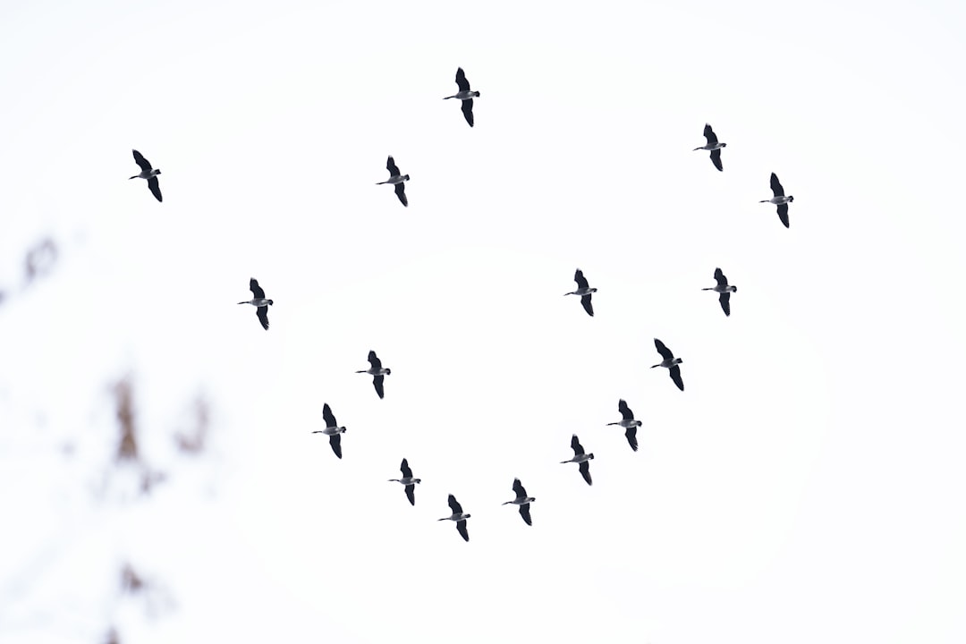 Air Signs in Formation: Gemini, Libra, Aquarius (Image Credits: Unsplash)