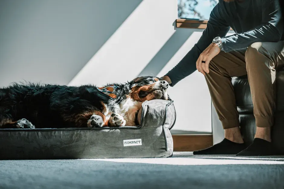 How to Support Your Dog When You Are Emotional (Image Credits: Pexels)