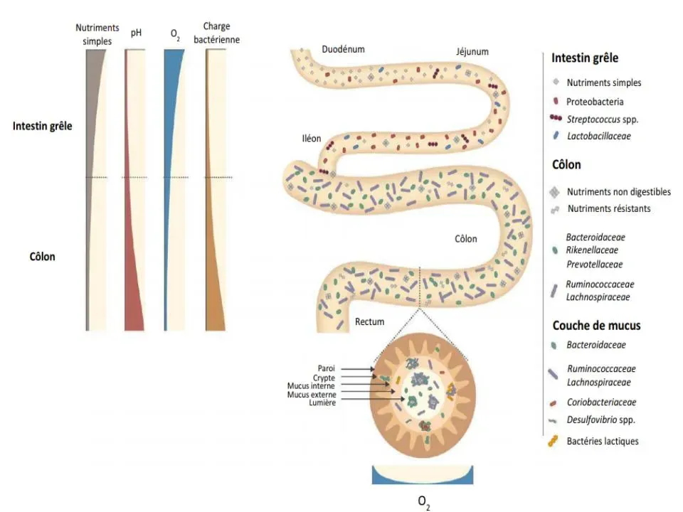 The Gut’s Secret Diplomacy: Training Immunity with Trillions of Microbes (Image Credits: Wikimedia)